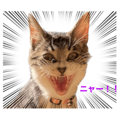 ミーちゃんスタンプ②