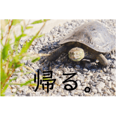 ガメさんスタンプ