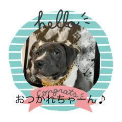 ピットブルパピースタンプ