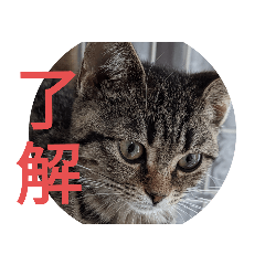 マンチカンのるるちゃん②