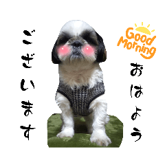 我が家のシーズー犬もじゃ 24