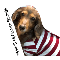 仕事で使えるショコちゃん