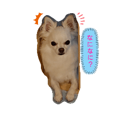 ゆきワンコ スタンプ