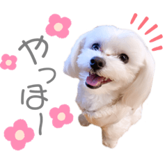 愛犬ジルちゃん！④