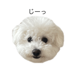 ビションフリーゼはなまる①