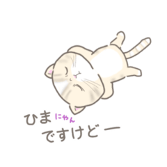 エキゾチックショートヘアのマロちゃん２