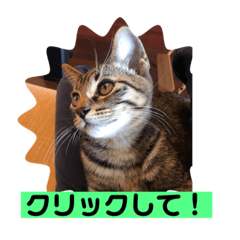 猫は、かわいいだけじゃない！！