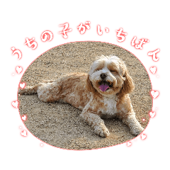 岩倉家のバズ君