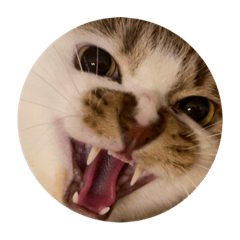 みお、ばきお、さくら