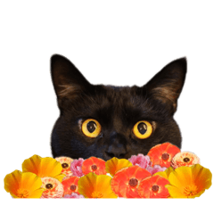 くろねこあんこ4（花と黒猫）