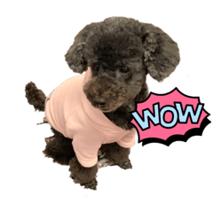 黒トイプ　るんのきもち