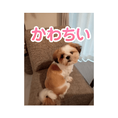 可愛いうちの犬6