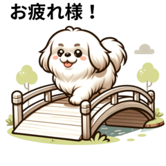 白いペキニーズ