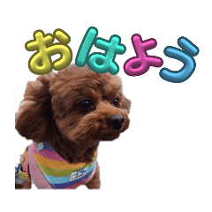トイプードルのチョコちゃんスタンプ1