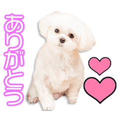 中村家のメルちゃん