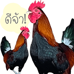 Crazy chicken adventure!