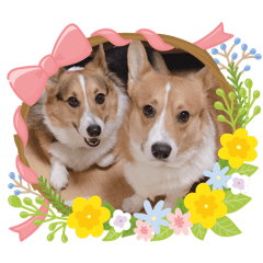 コーギーと時々仲間たち