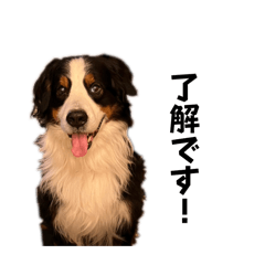 ソウル君の日常