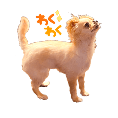 チワワのおあげ♪