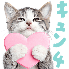 にゃんとも！かわいいしか勝たんハート子猫