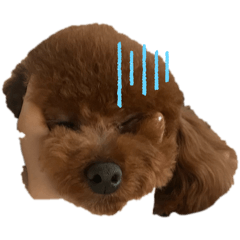 シュール ここあくん