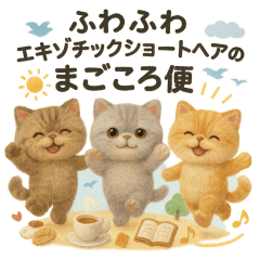 ふわエキゾチックショートヘアのまごころ便