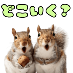 びっくり顔のリス