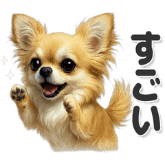 毎日使える！かわいいロングコートチワワ