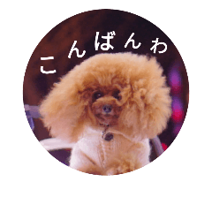 ティカッププードル…セリカの日常会話偏②