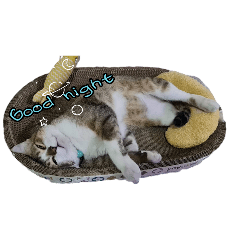 Preechaya_20251213235456