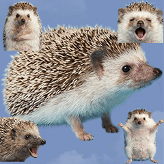 ハリネズミ　実写