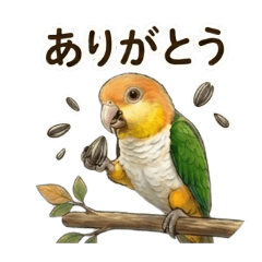 【日常よく使う】シロハラインコ