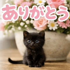 飛び出す♡ちいさな黒猫