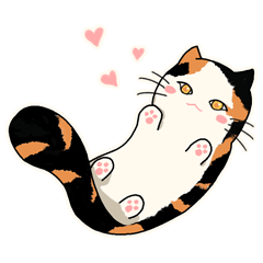 Tata the Calico: Cute Clingy Moments
