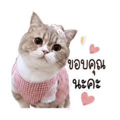 Inin babycat