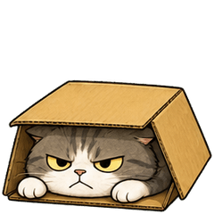 箱から出ない猫
