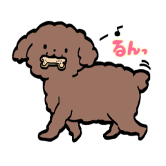 うちのトイプーがアイドルすぎる