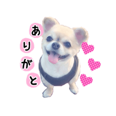 チワワのちょこちゃん