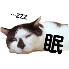 ちゃちゃ、時々ぴの。