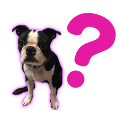 犬大臣のジュリスタンプ