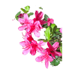 赤ピンクとホワイトツッジ