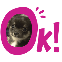 愛犬ジルとネロ