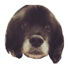 子鹿ちゃんの研究所