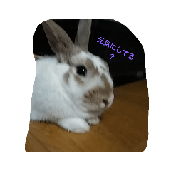 うさちゃんパラダイス2