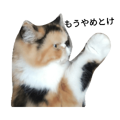 みかんのひとこと