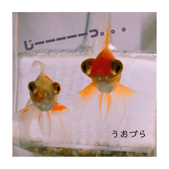 金魚と一緒に暮らす