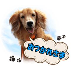 可愛いダックスちゃん（2）