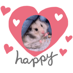 シルバーグレーのレアちゃん。