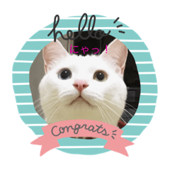 しろねこくらちゃん