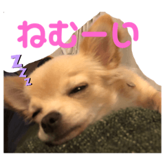 チワワのヒメたん❤️